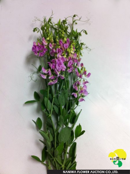 Lathyrus latifolius Pink.jpg